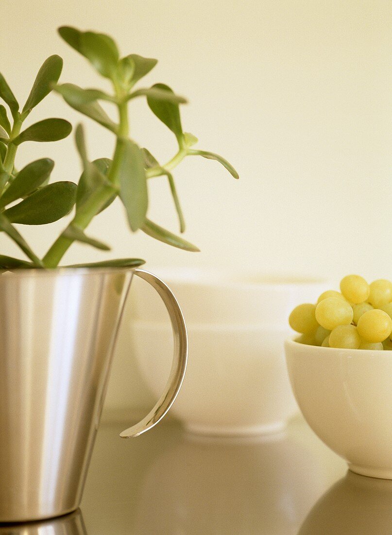 Close up of plant in chrome jug vase and bowl of grapes.