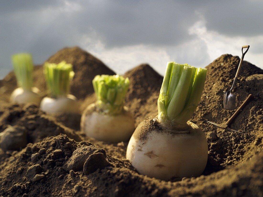 Turnips in a Garden