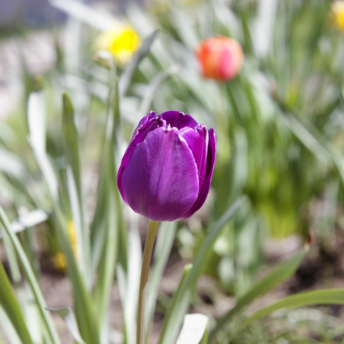 Purple Tulip in Garden