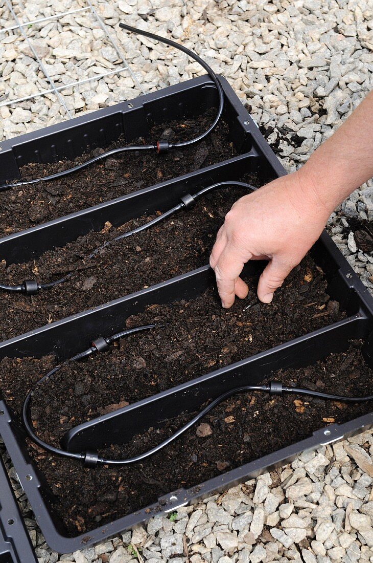 A watering system for a plant tray being set up