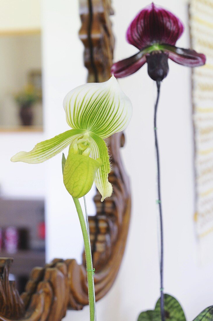 Orchids (phalaenopsis)