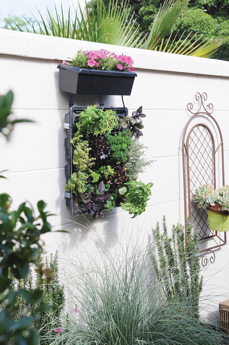 A vertical herb garden on a wall