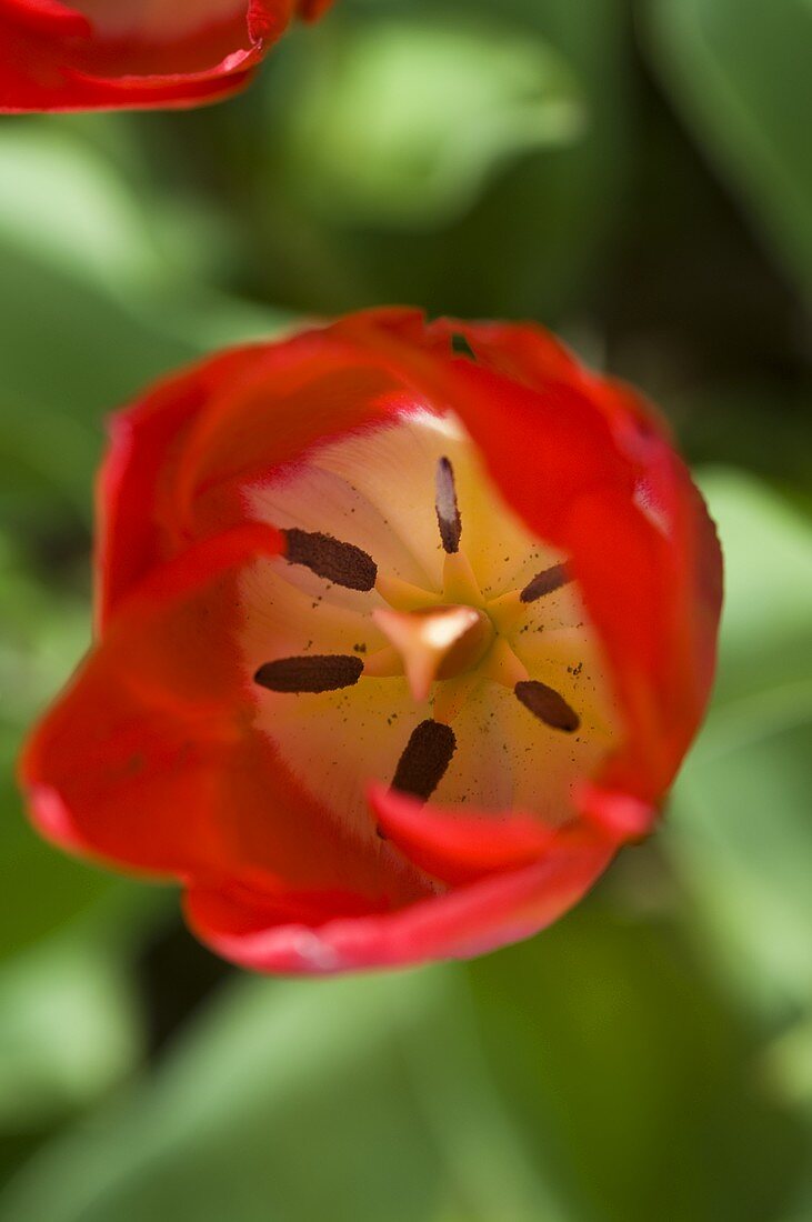 Blick in rote Tulpenblüte (Aufsicht)