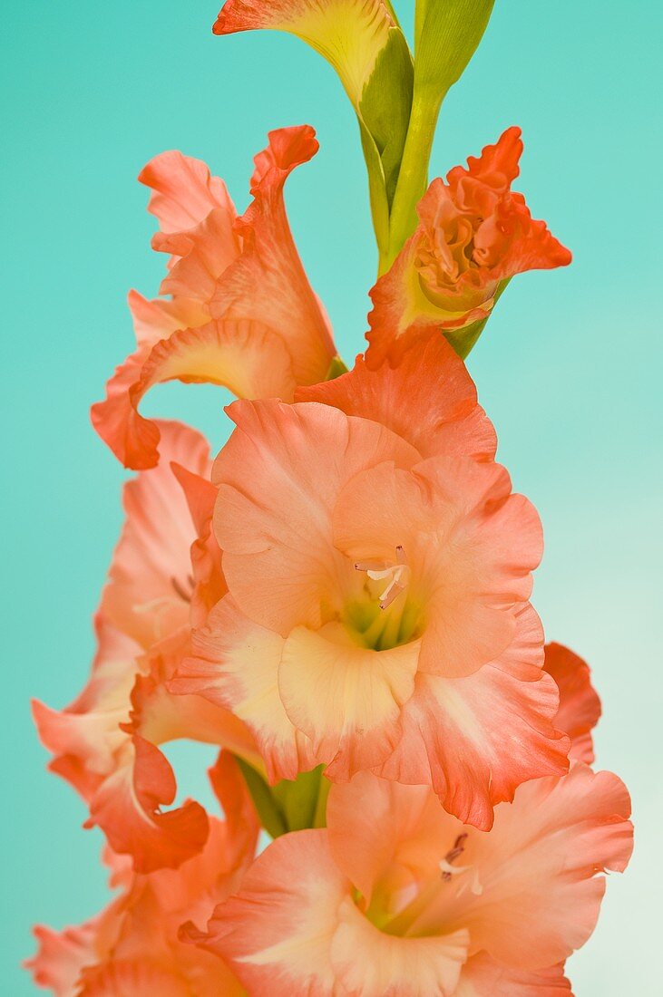 Orangefarbene Gladiolenblüten vor blauem Hintergrund