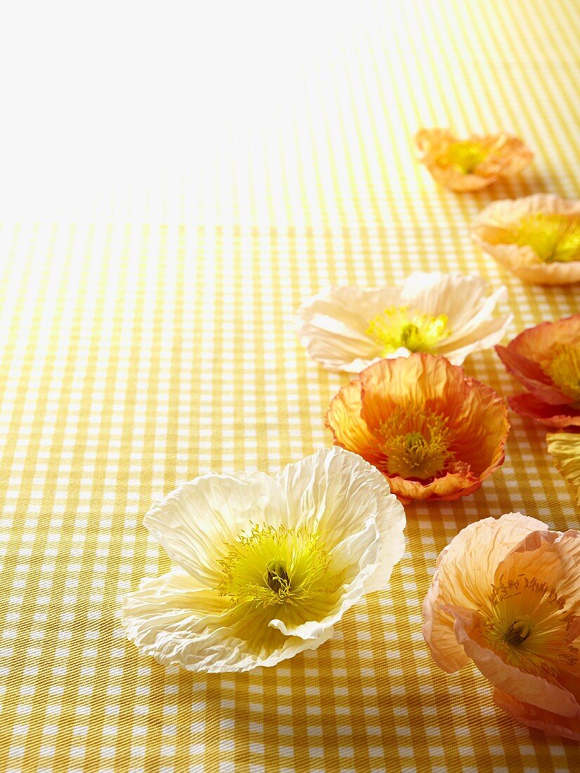 Poppies on a checked cloth