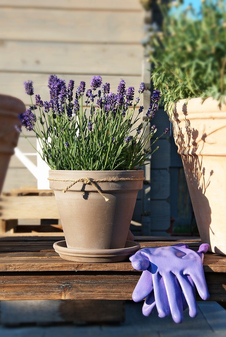 Lavender in a plant pot and gardening gloves