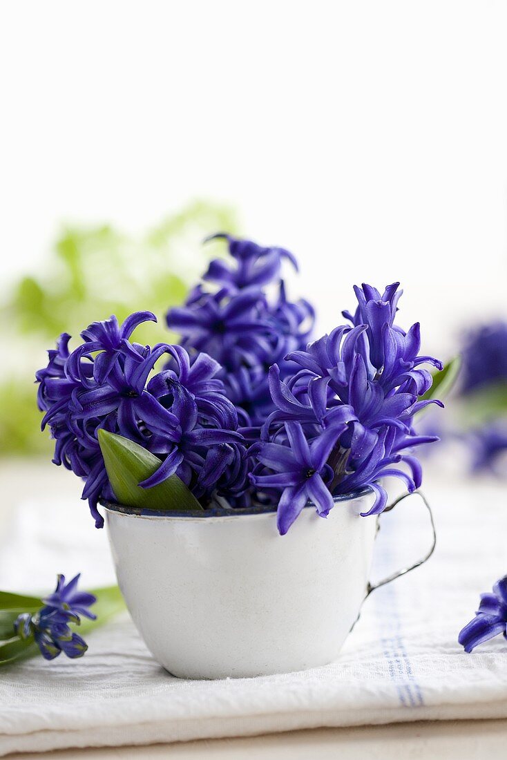 Blue hyacinths in an enamel cup
