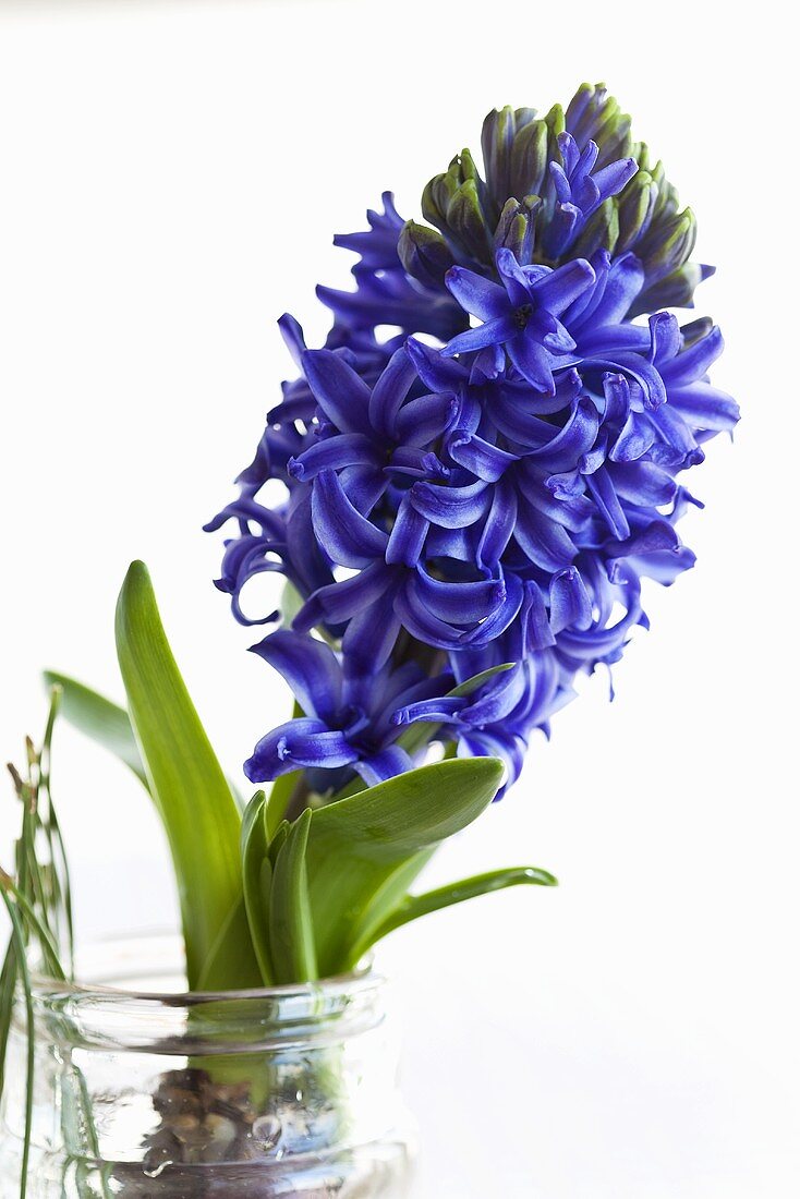 A blue hyacinth in a glass of water