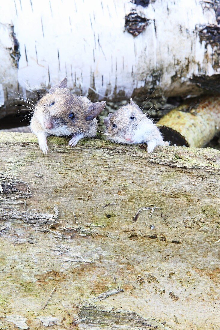 Zwei Mäuse an einem Baumstamm