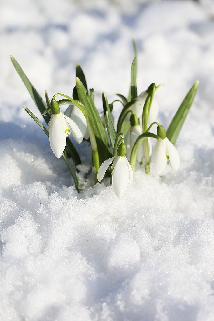 Schneeglöckchen im Schnee