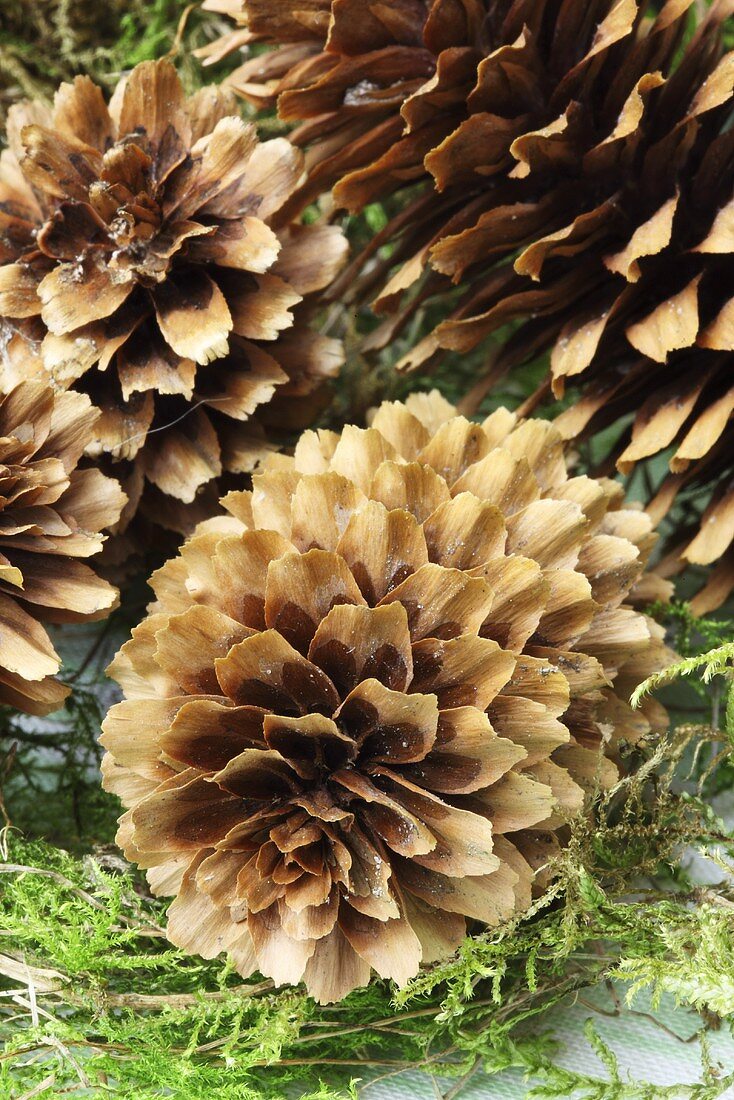 Pine cones