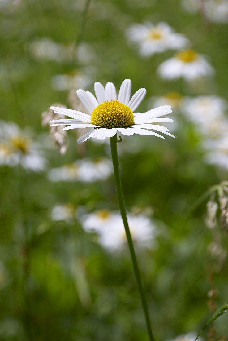 Margeriten auf der Wiese