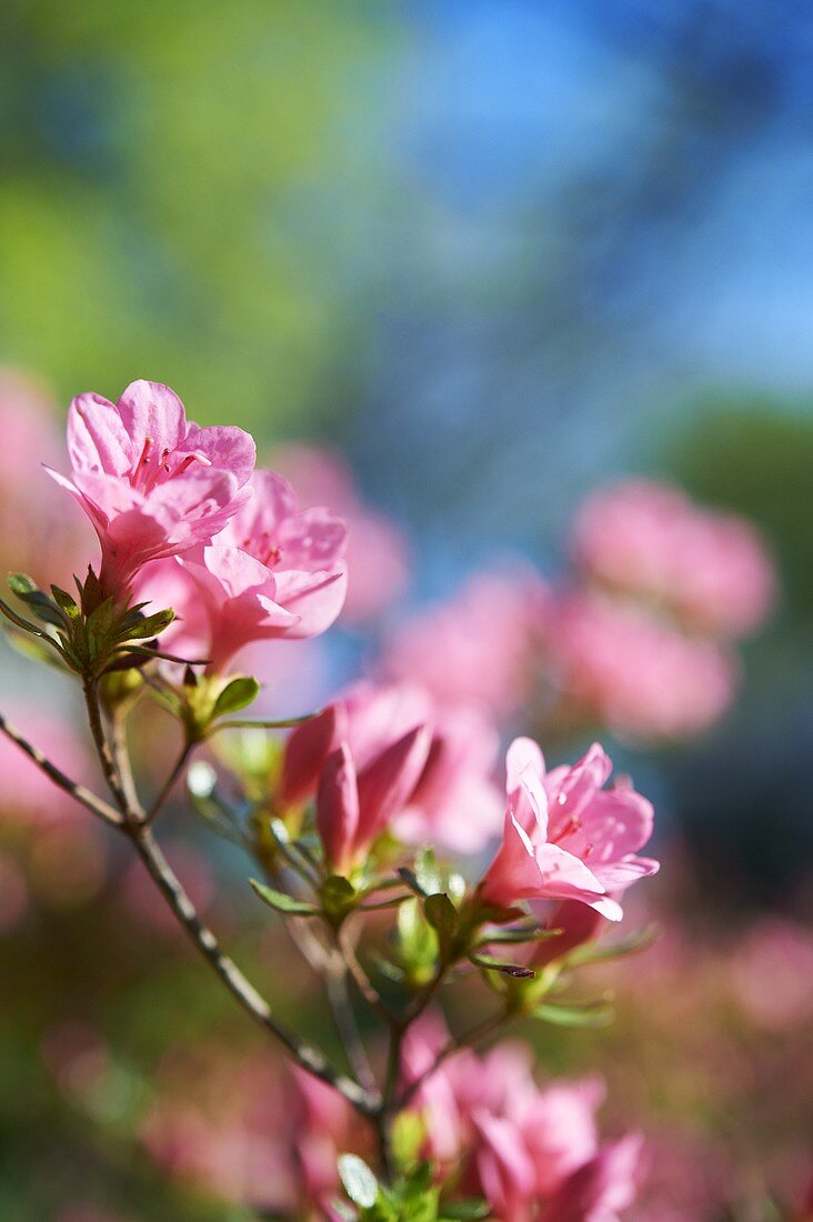 Pink Azaleas Blooming