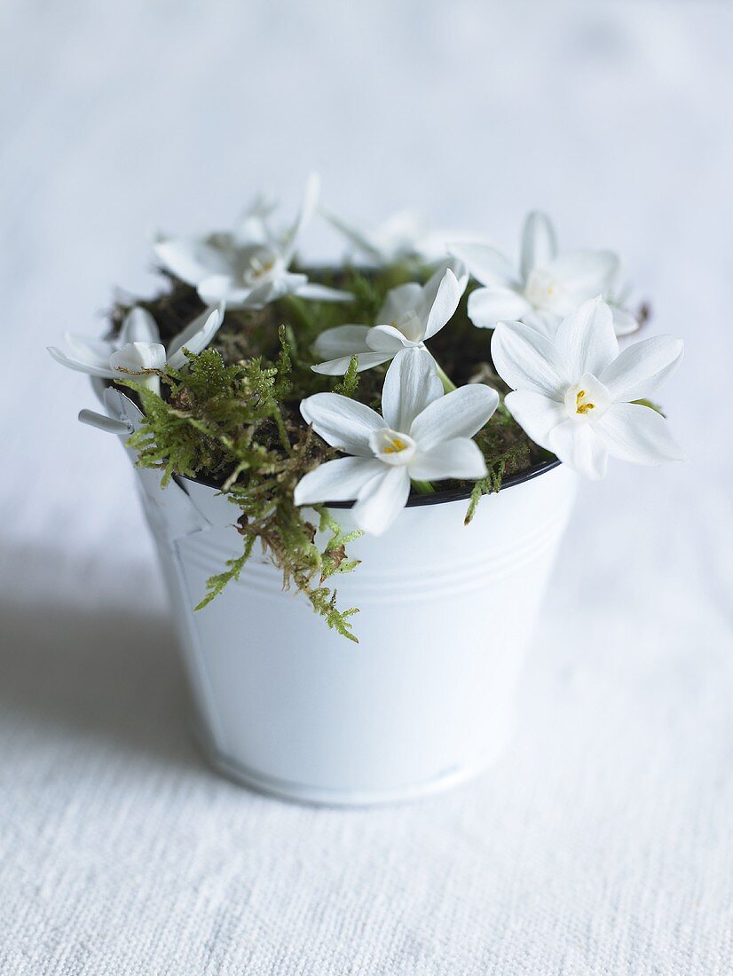 White flowers and moss in a metal pot