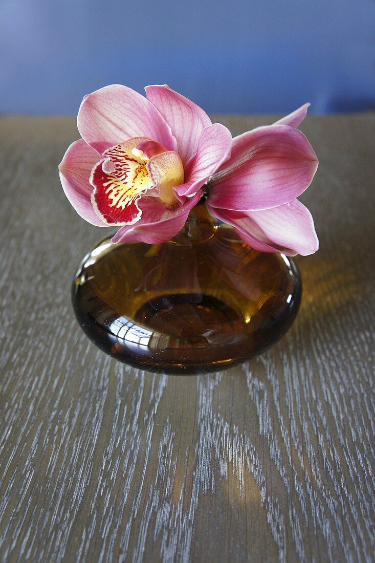 Orchids in a brown vase