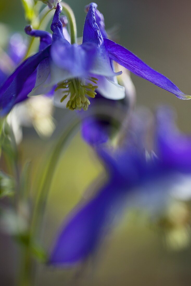 A blue columbine flower