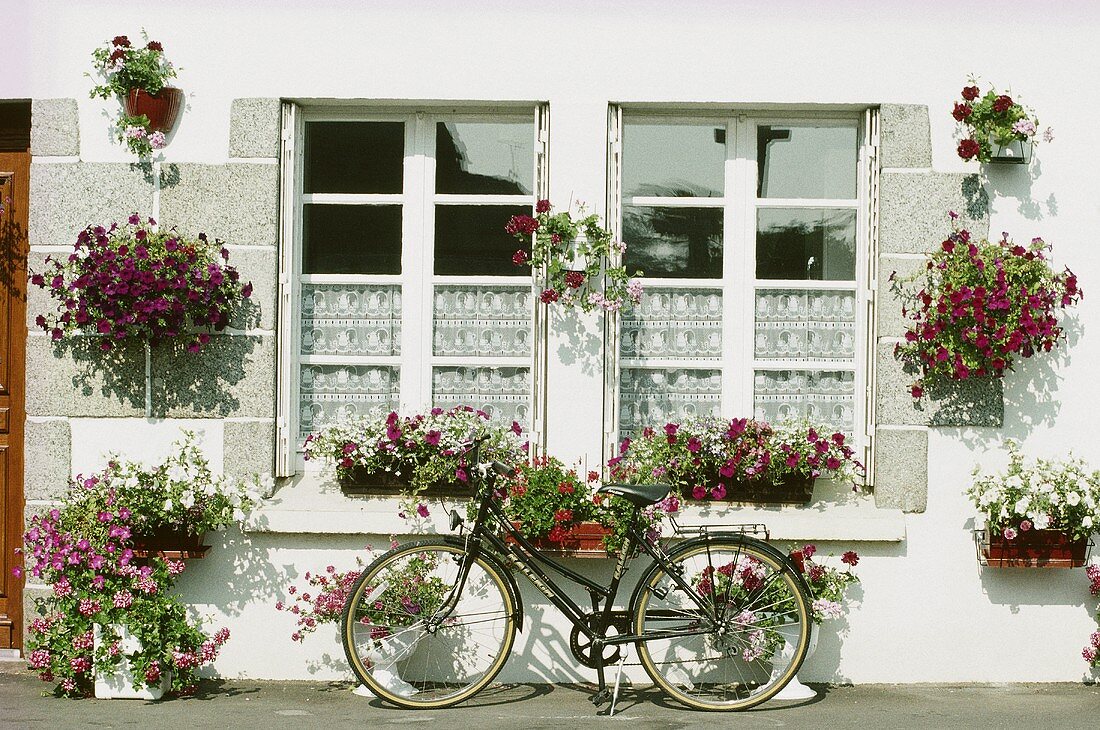 Fahrrad vor Fenster eines weissen Hauses mit Blumenkästen und violetten Petunien