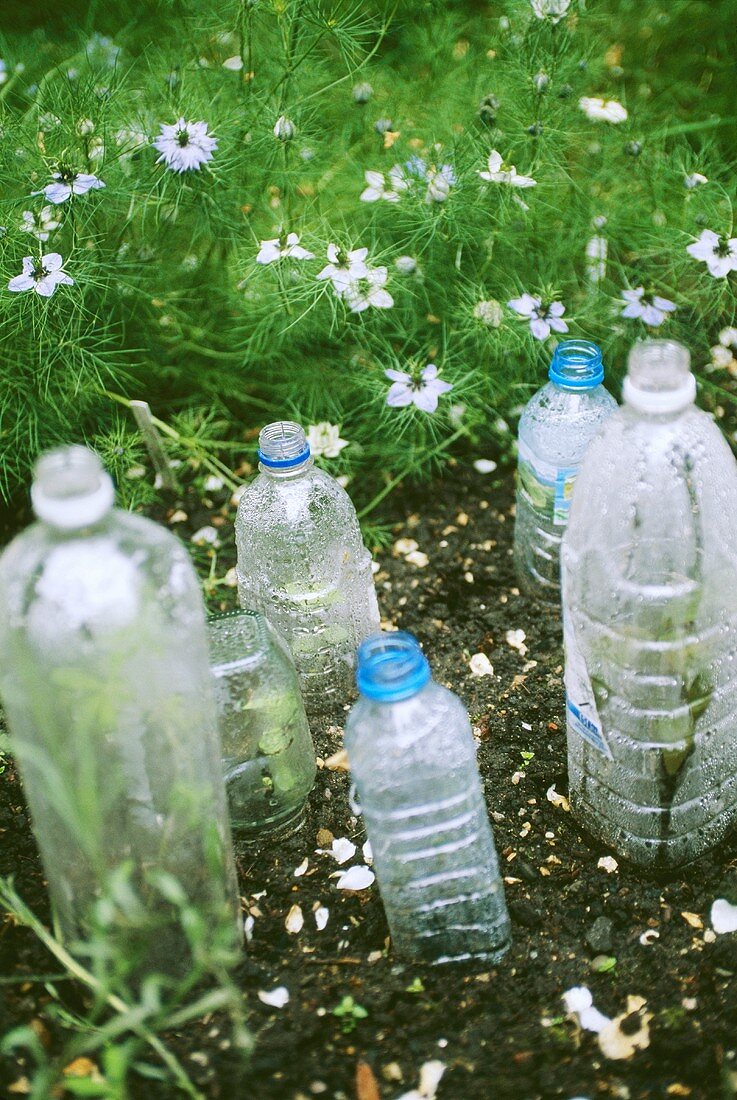 Plastikflaschen schützen die Sätzlinge im Garten