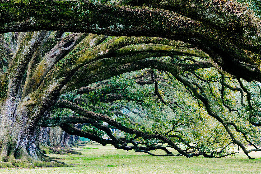 Old Growth Trees, Louisiana, USA