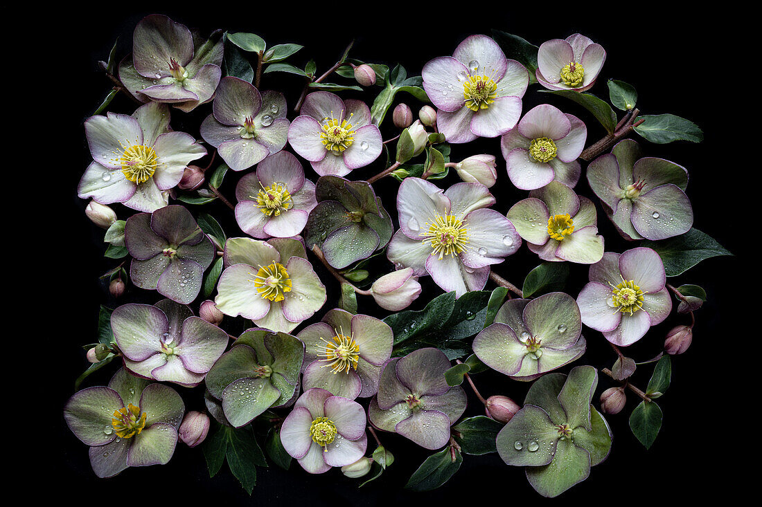 Blüten der Lenzrosen (Helleborus ) arrangiert auf dunklem Untergrund 