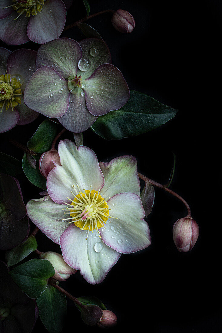 Blüten der Lenzrosen (Helleborus) arrangiert auf dunklem Untergrund