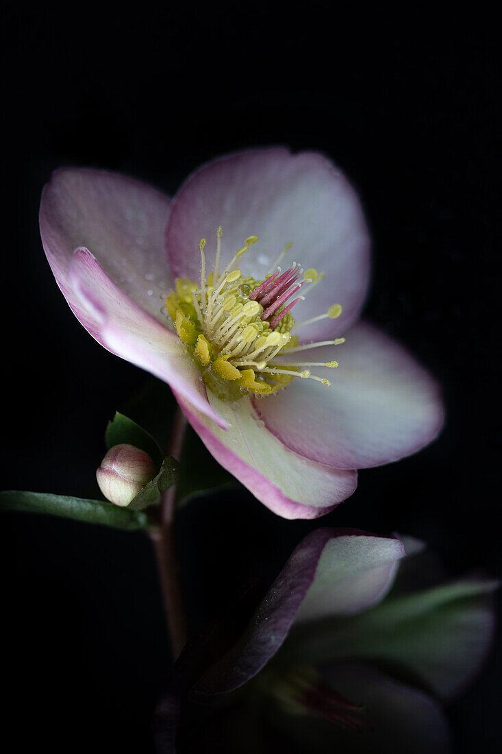 Blüte der Lenzrosen (Helleborus) vor dunklem Untergrund