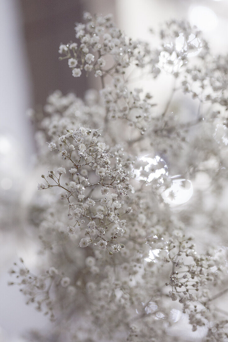 The Netherlands, Babys breath, white flowers