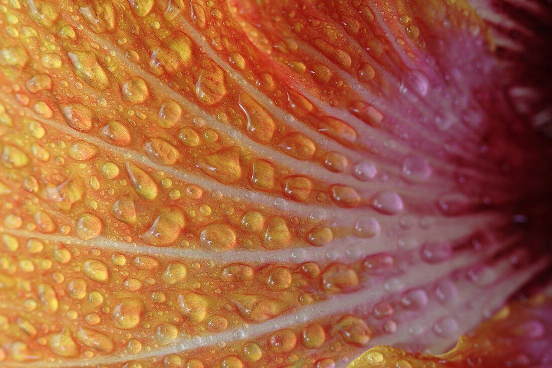 Hibiscus Blume
