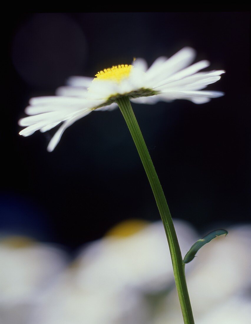 Daisies