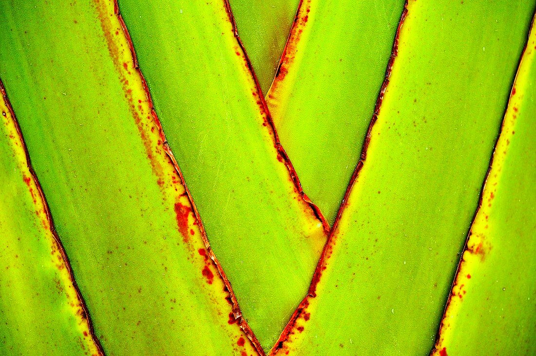Detail of a plant