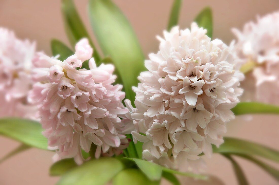 Hyacinth