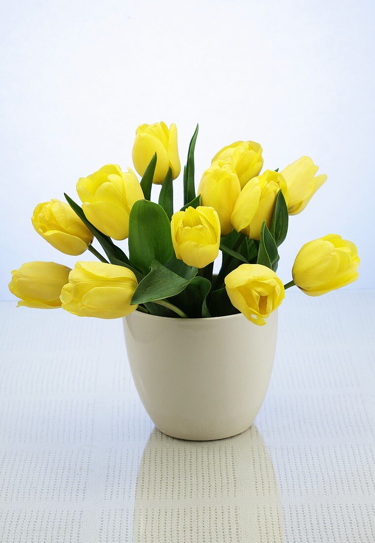 A bunch of yellow tulips in a white ceramic vase