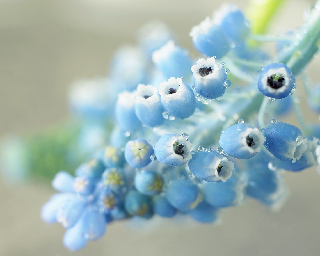 Water drops on grape hyacinths