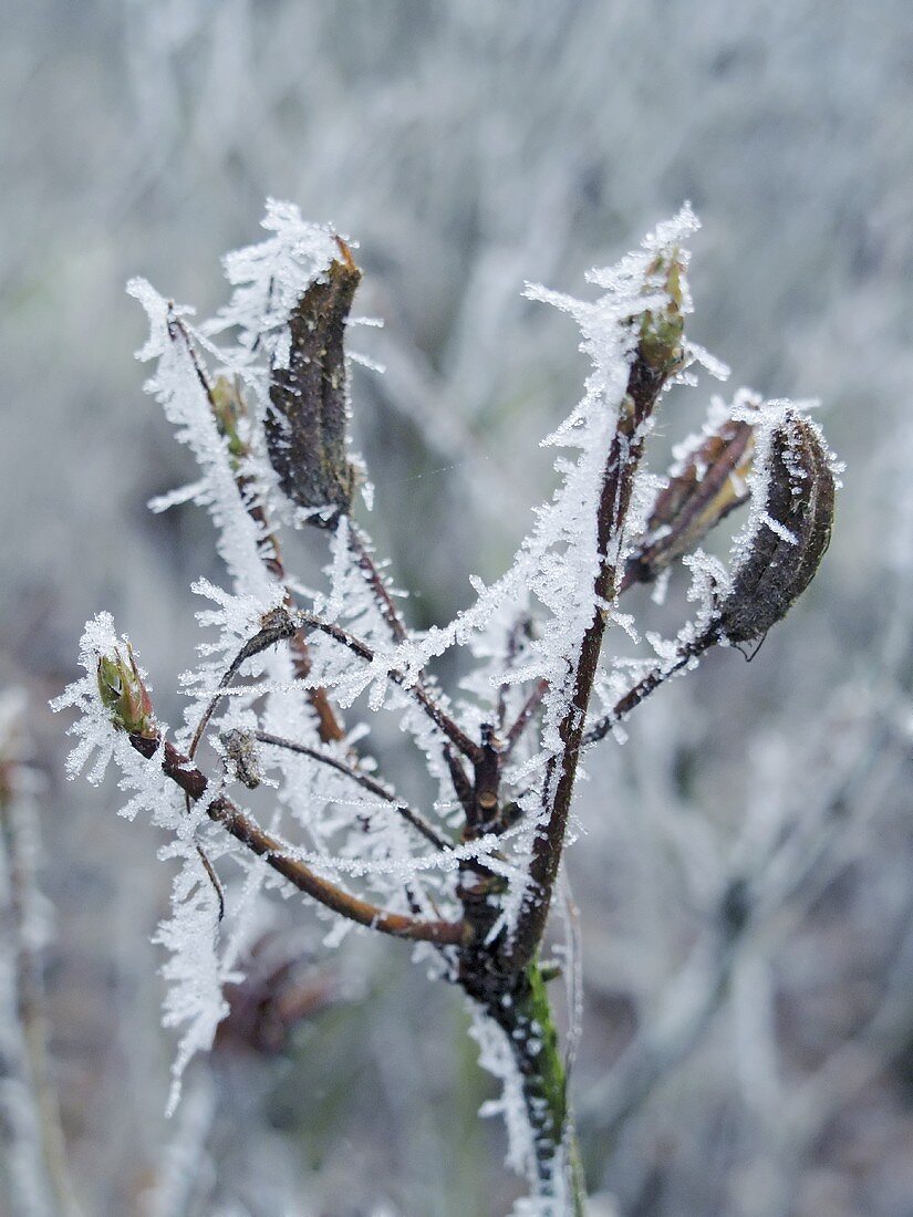 Ice crystals on a wintry branch