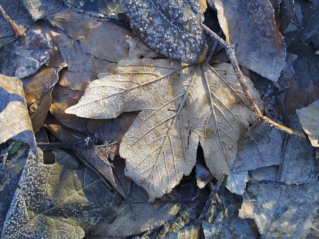 Frozen leaves