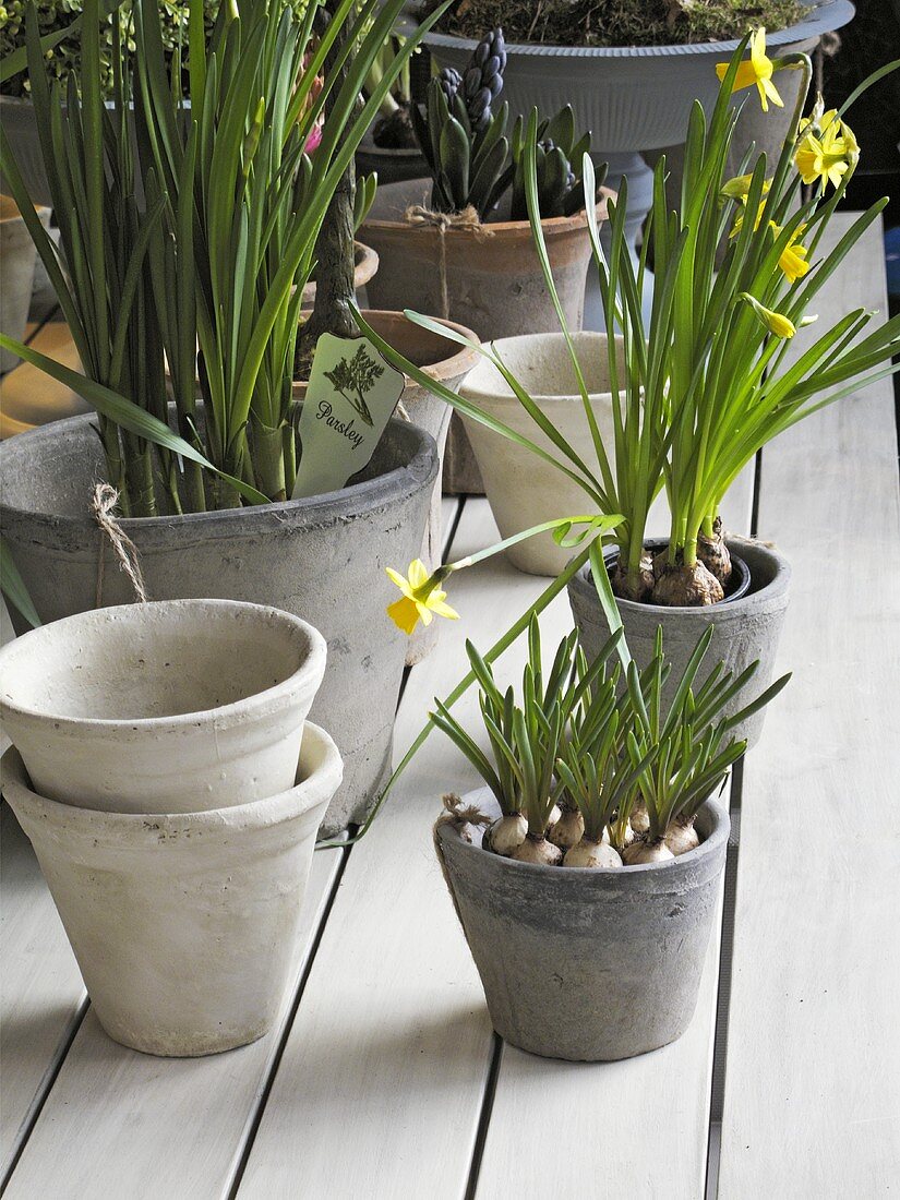 Narcissi in flowerpots
