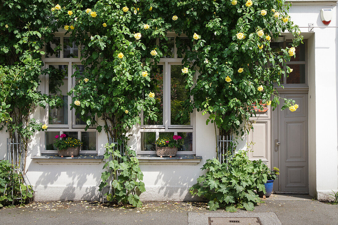 Kletterrosen an historischer Hausfassade