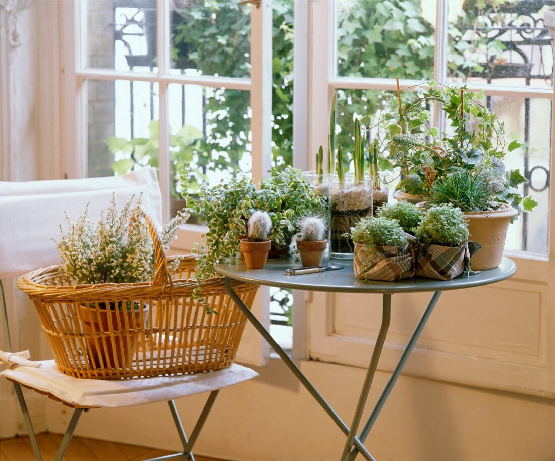 Heidetopf in Korb und grüne Zimmerpflanzen auf Metalltisch vor Balkonfenster