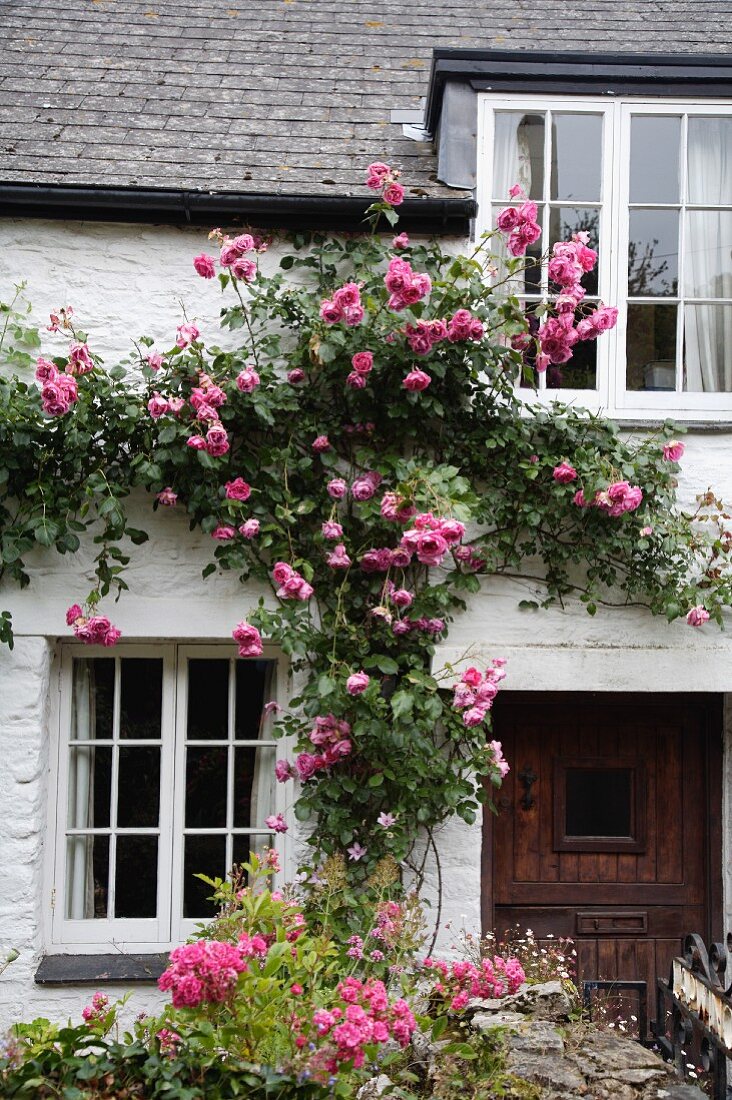 Üppig blühende, pinkfarbene Kletterrose an weiss geschlemmter Fassade eines alten Landhauses