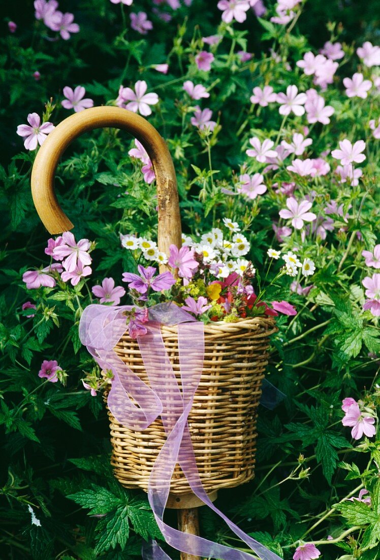 Stillleben hellvioletter Geranien und Blumenkörbchen mit Spazierstock