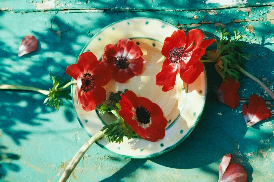 Teller mit roten Anemonenblüten auf in abblätterndem Türkis gestrichenem Tisch