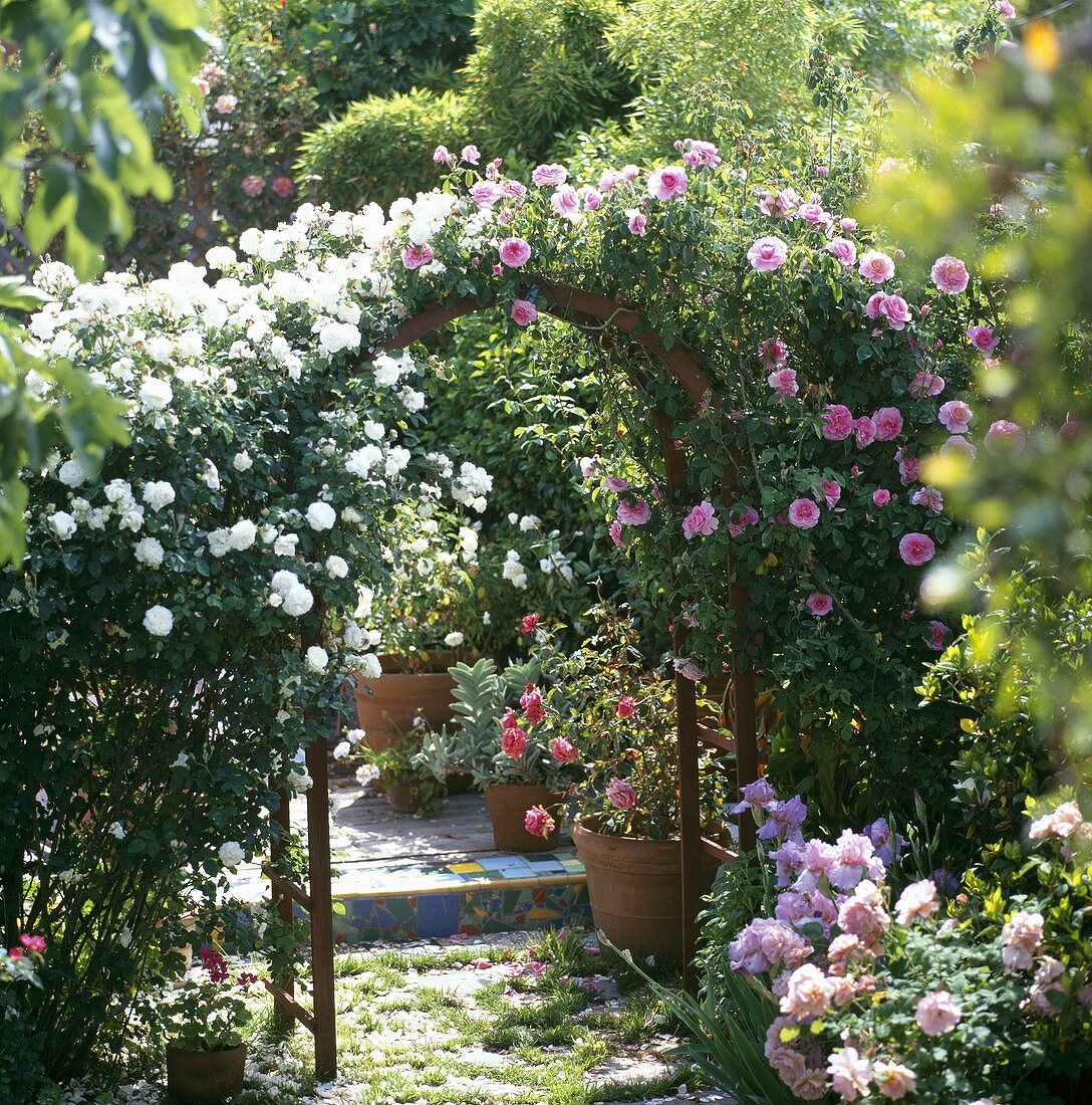 Rosenbogen in einem Garten