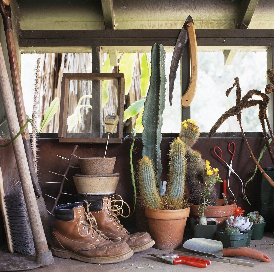 Alte Lederstiefel, Kakteen und Gartengeräte auf dem Regal im Gartenhäuschen