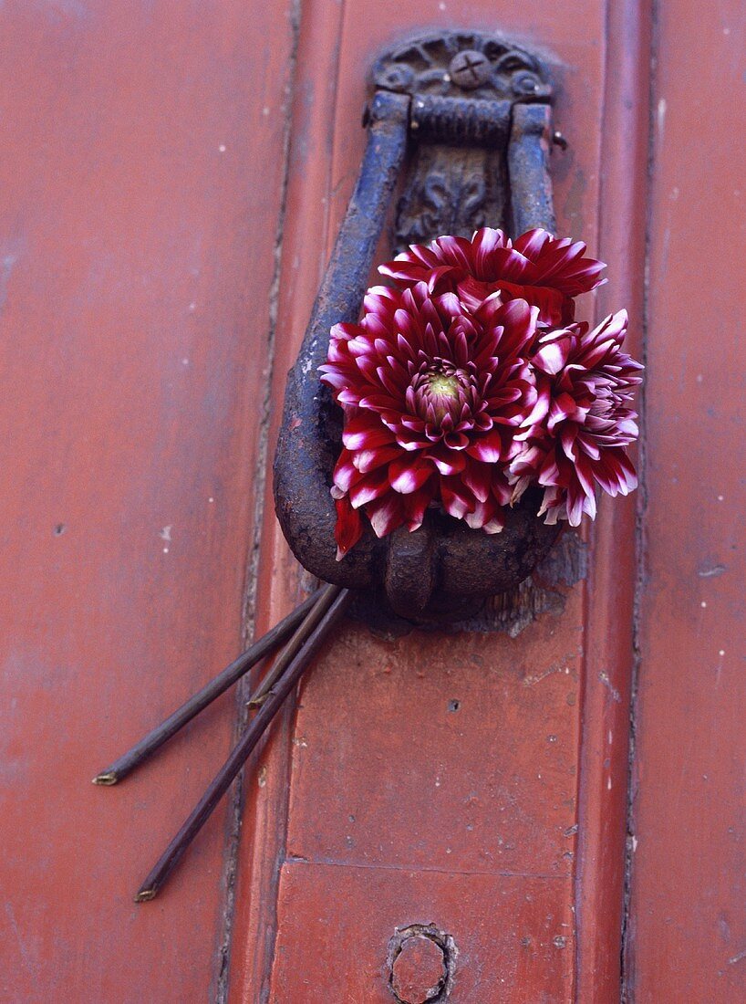 Alter Türklopfer mit roten Dahlien an einer roten Tür