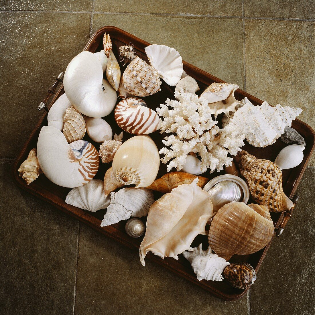 Holztablett mit exotischer Muschel-Sammlung auf hellbraunen Bodenfliesen