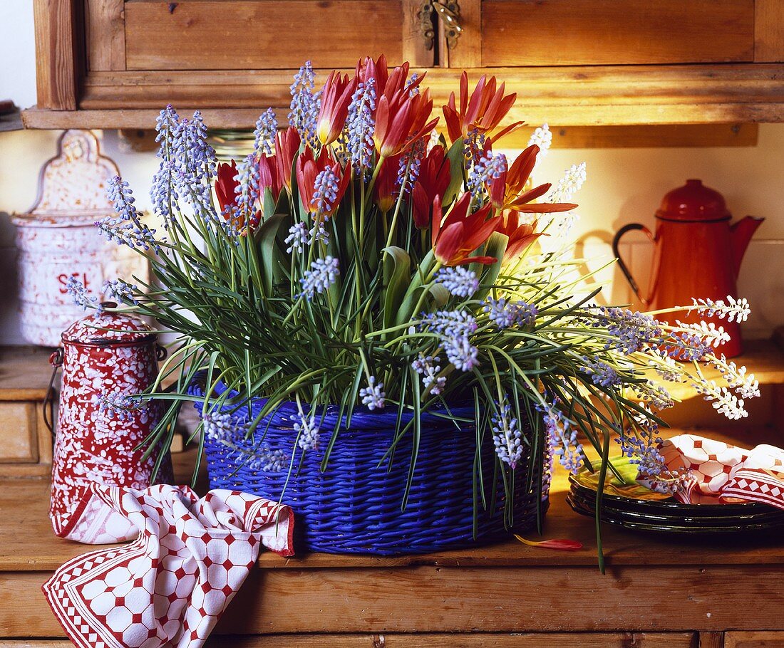 Rote Tulpen und Hyazinthen im blauen Korb auf Küchenbuffet