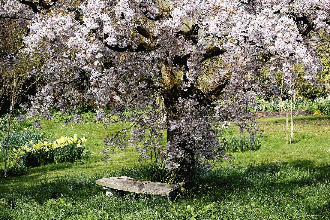Rustikale Bank unter blühendem Obstbaum im Garten