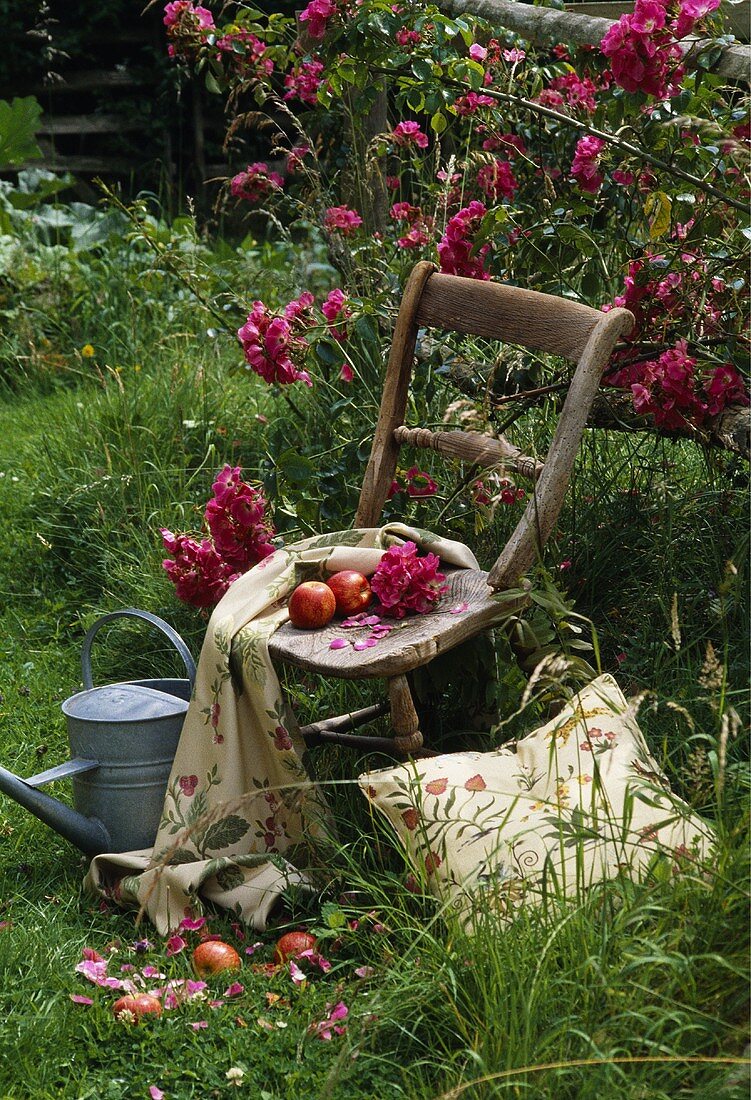 Alter Holzstuhl mit Äpfel und Tischtuch dekoriert vor Rosenbusch