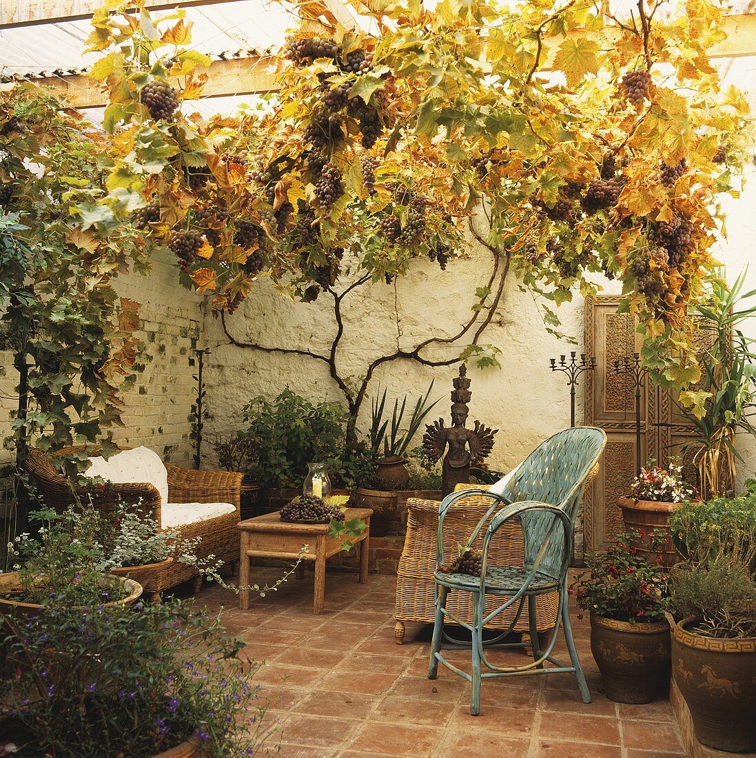 Überdachte Terrasse mit wachsenden Weintrauben und Metallstuhl neben Korbsesseln