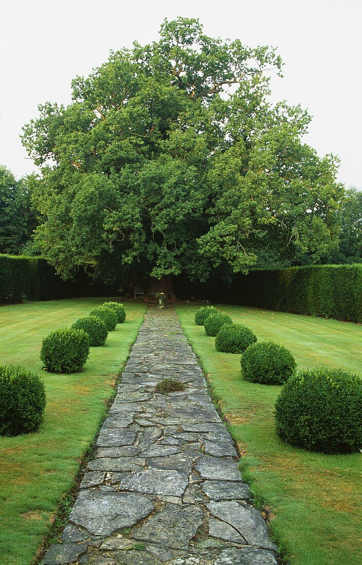Natursteinweg mit kugelförmigen Buchsbaumbüschen in Gartenanlage